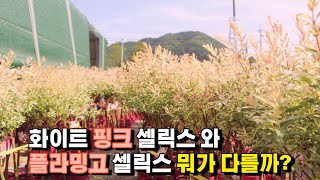 화이트 핑크 셀릭스와 플라밍고 셀릭스의 차이점