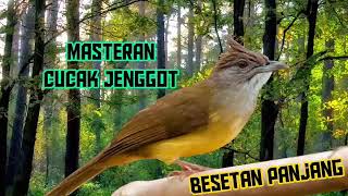 Download lagu MASTERAN CUCAK JENGGOT FULL BESETAN PANJANG... mp3