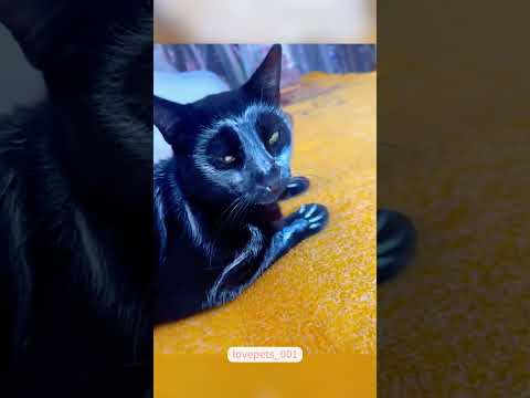 funny cat#cat#cats#catlover #catshorts #funnycats#youtubeshorts #funnyvideo #music#moneycat#yn