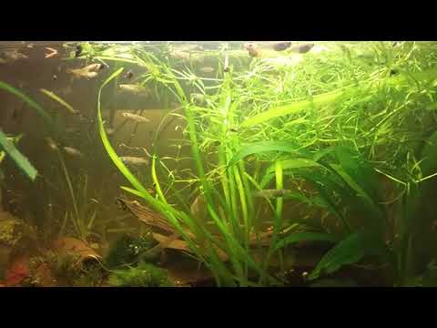 Diffusionsfilter- und Filterloses Aquarium nach 2 Jahren update