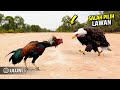 Shocking Everyone Fierce Eagle Vs Rooster Fight Has Unexpected Ending