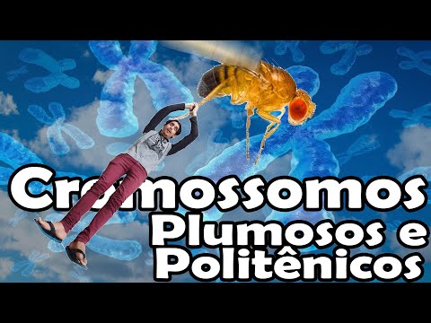 Cromossomos Plumosos e Politênicos
