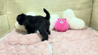 ハーフ犬の動画01