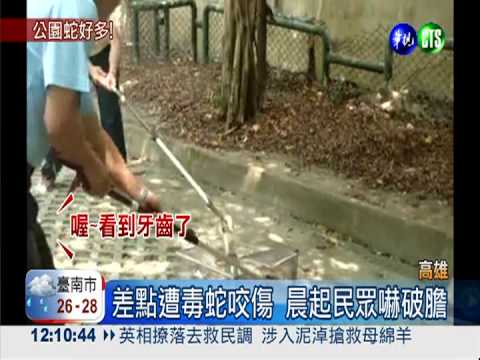 蛇類出沒公園! 晨起運動嚇破膽