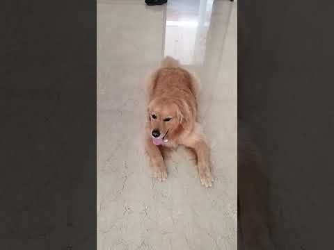 #funny #pets suscribe shorts