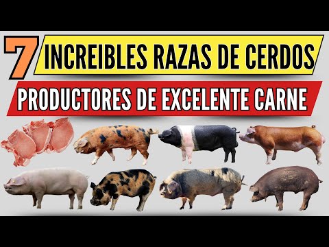 , title : '7 Razas de Cerdos Productores de Carne que Debes Conocer'