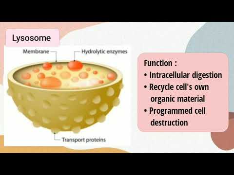 SB 015 Chapter 2 (Structure and Function: Cell Membrane and Organelles)