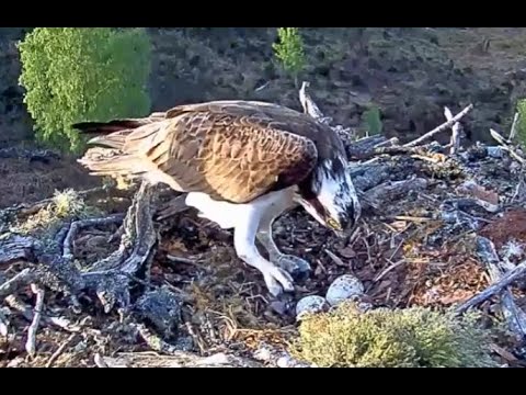 Listen as the first Loch Arkaig Osprey egg prepares to hatch! 28 May 2020 (audio boosted)