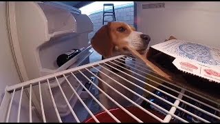 Beagle gets in fridge to steal pizza