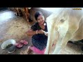 Milking Drinking Cow Milk From Cow S Udder At Dairy Farm