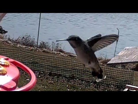 Anna's Hummingbirds - March 8, 2021