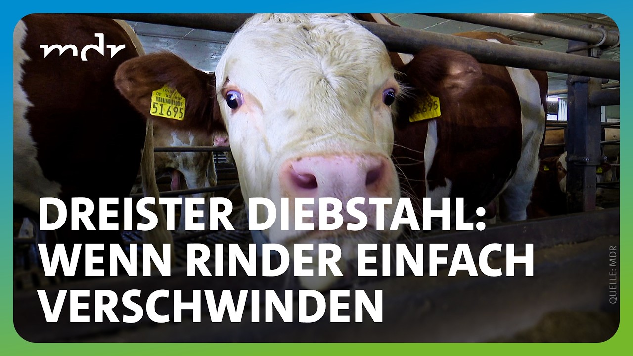 Wie sind Viehdiebstähle überhaupt möglich? | MDR THÜRINGEN JOURNAL