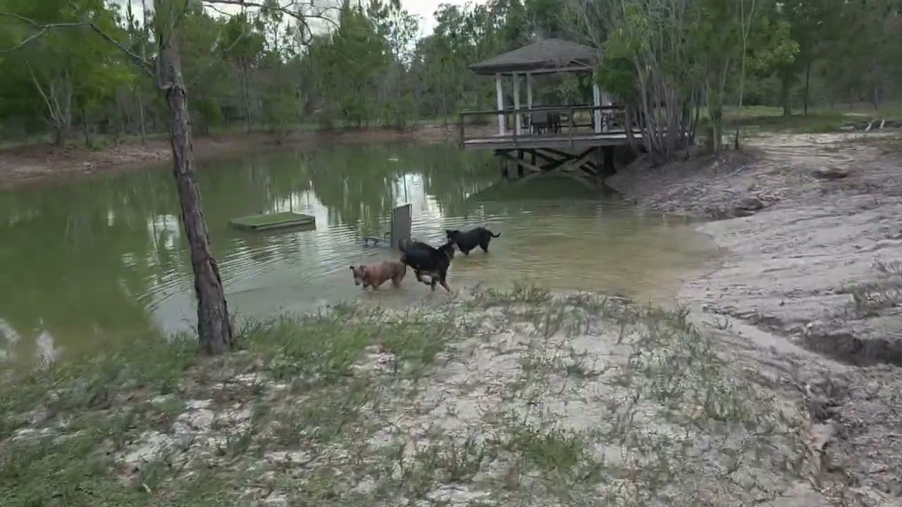 Enlarge MiMi and Duchess (sweet, house-trained, bonded pair), a ADOPTABLE mixed breed in Ft. Meyers, FL video 6/6
