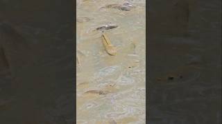 Download lagu PENAMPAKAN GABUS BABON‼️ mp3