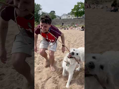 Pourquoi il me vole mon bâton l'autre aussi 😡😭 #chien #animaux #plage #drole #humour