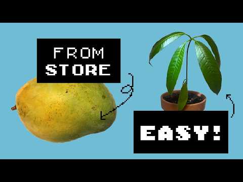 Floppy Mango Warrior