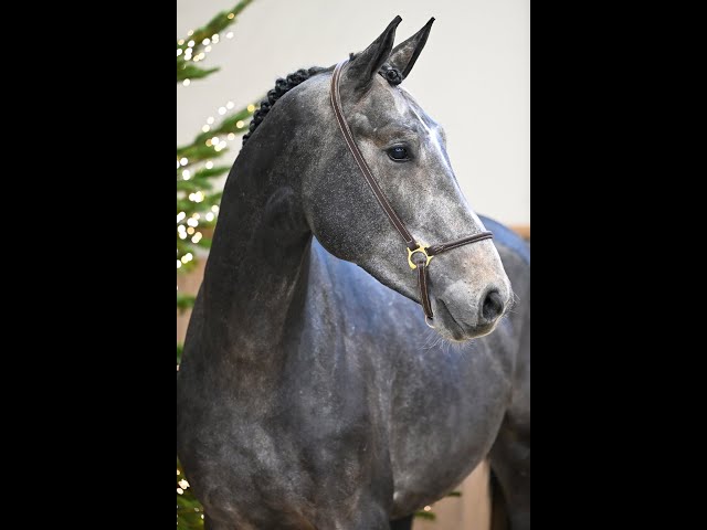 Papillon Vh Beeckhof Z - walk & 360