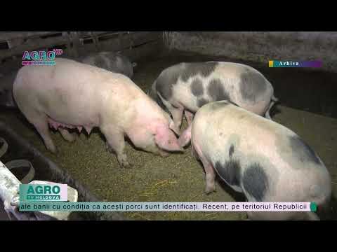 , title : 'Metode de prevenire a apariției pestei porcine africane – AGRO TV News'