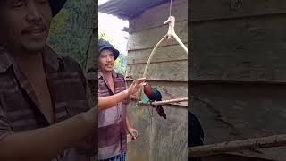 Download lagu burung kadalan birah, siparuh ijo, pecinta burung ❤️ mp3