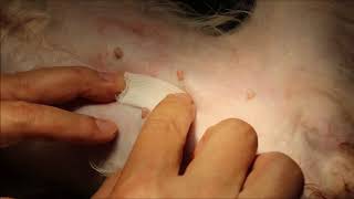 How to spay a female dog with a minimal skin incision - tips for younger vets