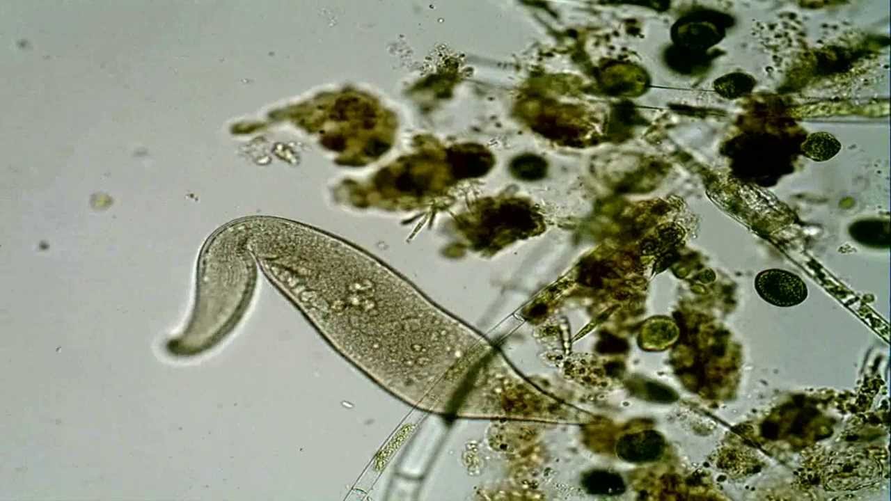 <em>Pelagodileptus</em> sp. ?