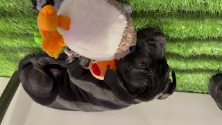 Video preview image #1 American Bulldog-Unknown Mix Puppy For Sale in Sanford, FL, USA