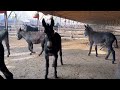 Donkey Mating Animal Mating
