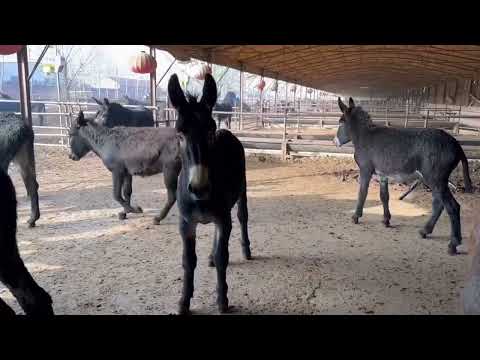 Donkey Mating