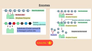 Enzymes for AQA GCSE Biology and GCSE Combined Science