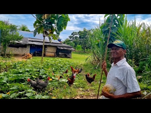 SEU PEDRO DA VACA É UM EXEMPLO DE VIDA ? Aos 70 Anos Trabalha Todos os Dias na Roça