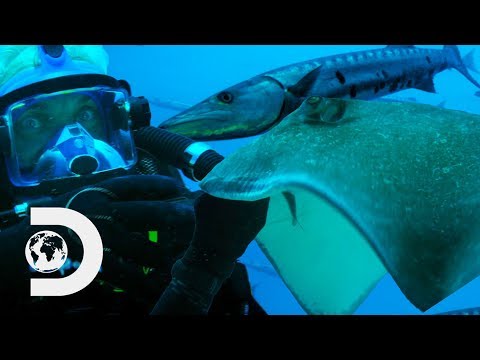 ジェレミー・ウェイドがバラクーダを追いかけている間にアカエイに噛まれる｜リバーモンスターズ (Jeremy Wade Is Bitten By A Stingray While Chasing Barracuda | River Monsters)