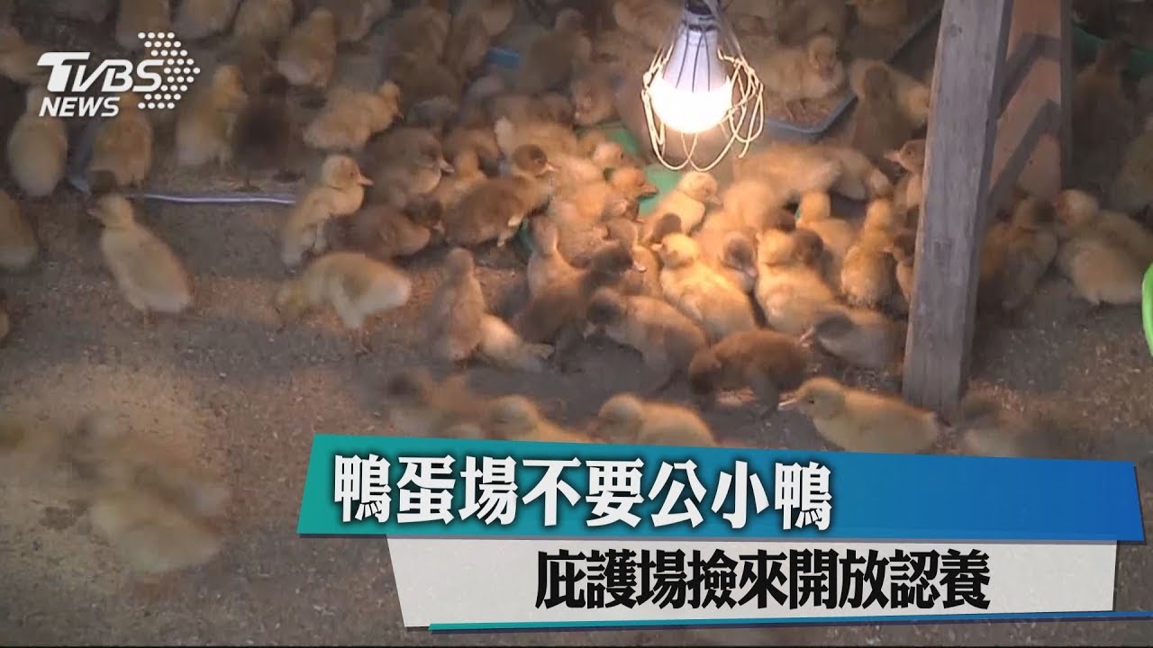 鴨蛋場不要公小鴨 庇護場撿來開放認養