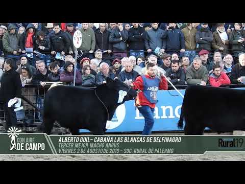 Alberto Guil - Las Blancas de Delfinagro - Tercer Mejor Macho Angus - Palermo 2019