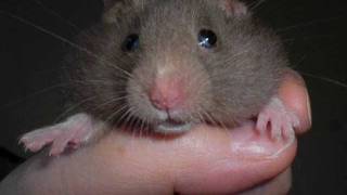 Wolfgang Petry- Ich trinke nie mehr Tequila.wmv