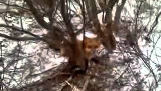 Red Fox caught by the Greene County Trapper