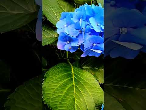 夏に色あせたアジサイの花は切り取ったほうがいいでしょうか？どのようなリスクがありますか?  庭園