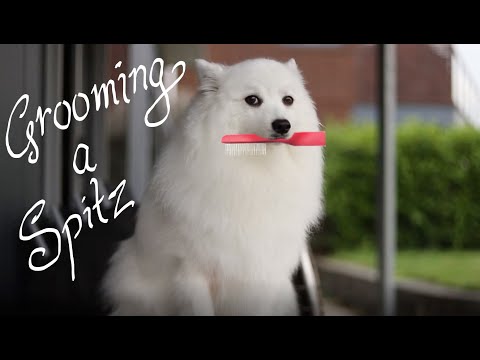 How to groom a Spitz