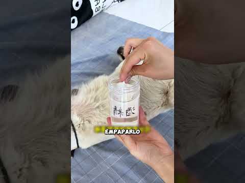 Así cuidan a un perro lleno de garrapatas 🐕🕷️