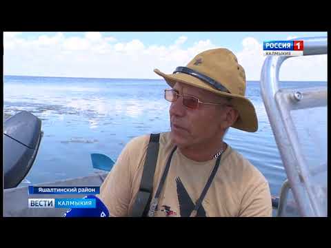 Вести «Калмыкия»: вечерний выпуск 25.07.2018