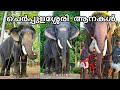 ചെർപ്പുളശ്ശേരി ആനകൾ Cherpulassery Elephants