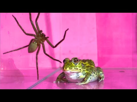 Spiders and frogs / Pacman frog , African bullfrog【LIVE FEEDING】