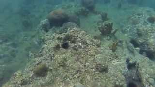 preview picture of video 'Snorkelling at Champagne Pool in Dominica'