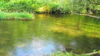 Spruce Creek Auction