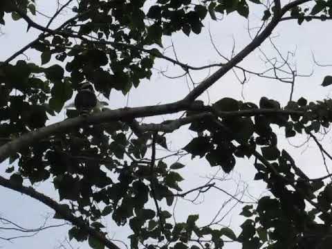 sonidos del halcon reidor,  campesinos lo llaman halcon guaco Valle de Aburra, municipio de Barbosa