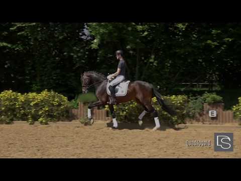 Dressurhengste Schleier | Quadrogold | 2020