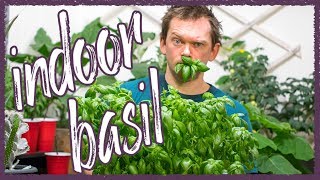 Grow Perfect Basil indoors!
