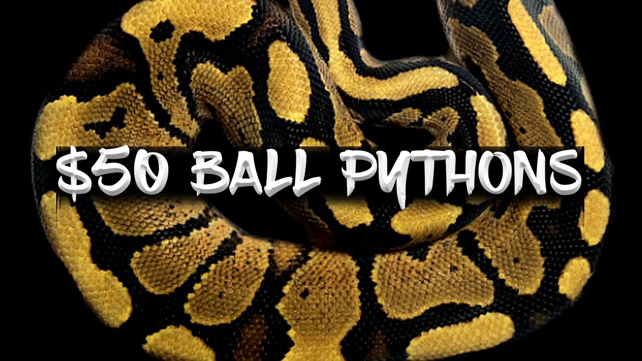 Ball Pythons for $50 or Less!