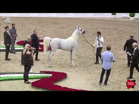 N 80 D LABBAD   SHARJAH 2018 SE