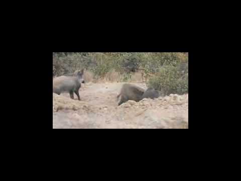 jabalí  vs jabalí enfrentamiento entre grandes jabalíes  #shorts  #wildlife  #jabalí #wildboar