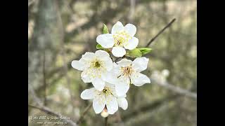 Galerie Fotoserie Japanische Kirschblüte cherry blossom Hackenheim Rheinhessen